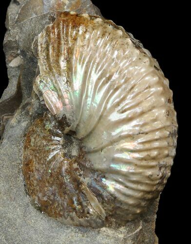 Iridescent Discoscaphites Ammonite - South Dakota #44019